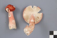 Russula peckii image